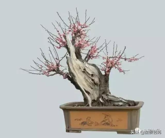 赏梅花十首最好的诗,最经典的梅花十绝