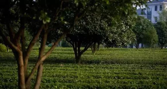 五一小众旅游推荐长沙周边,端午旅游推荐2-3天游长沙