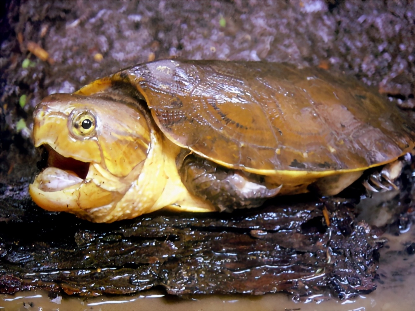 龟类大百科,大眼睛龟类