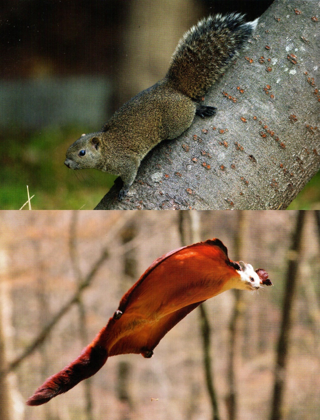 人类灭绝后老鼠成功进化出智慧,人类有没有可能灭绝老鼠