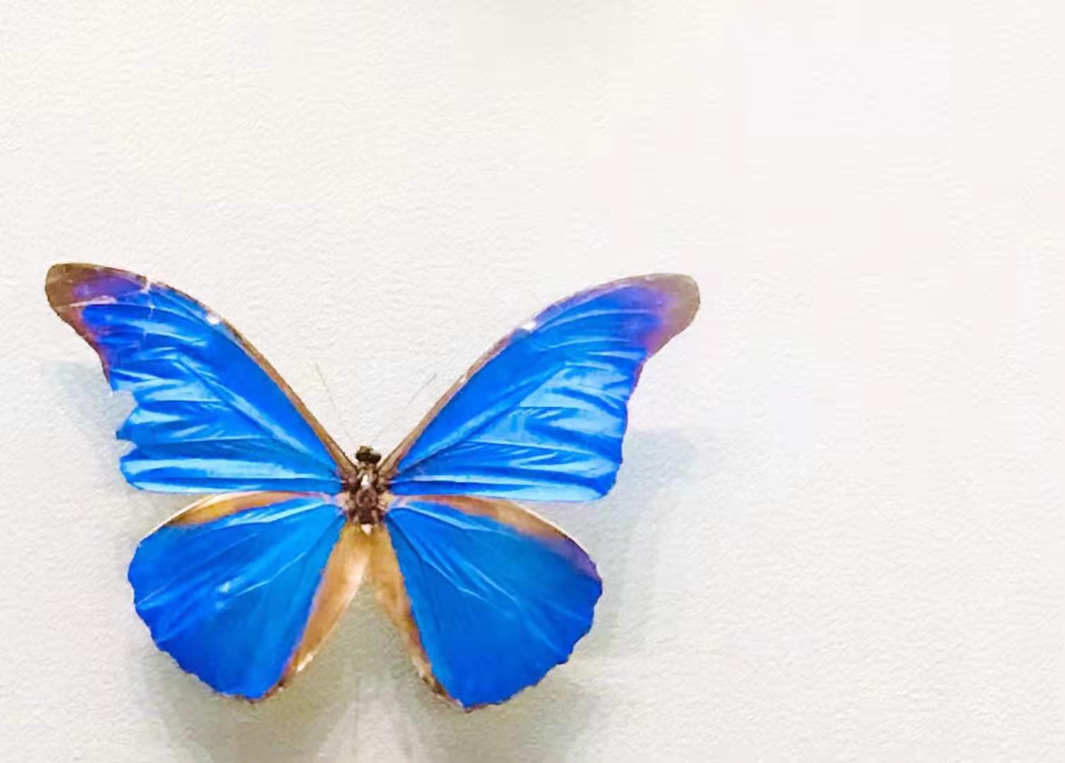 北疆博物馆历史,北疆博物馆最早建立的时间