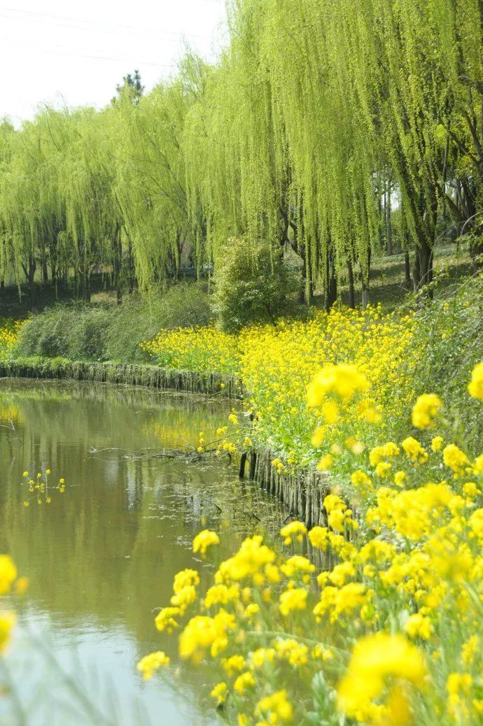 阴雨连绵久未睛，到室外寻找春天