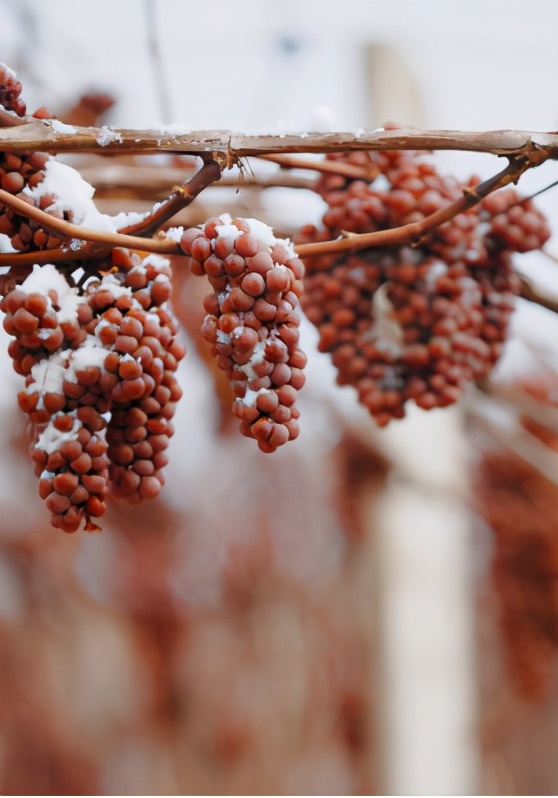 澳大利亚葡萄酒重返中国市场,澳大利亚葡萄酒痛失中国市场