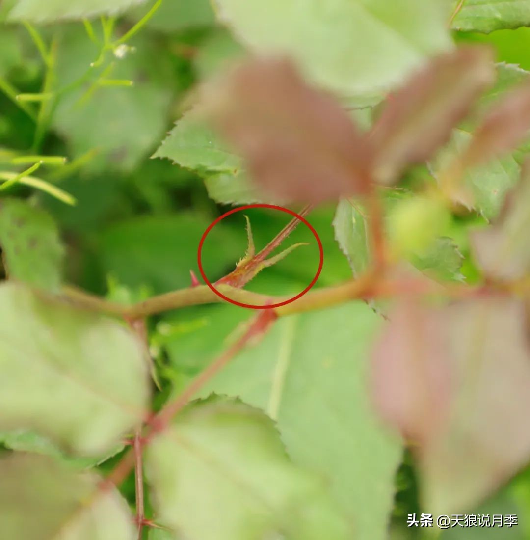 天狼说月季花苞着色后怎么用肥,天狼说月季冬季扦插月季的视频