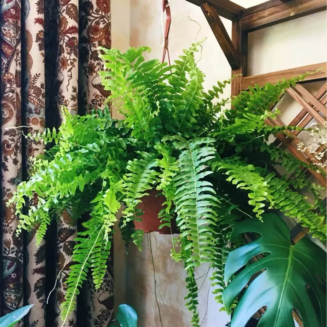 波士顿蕨室内怎么养,波斯顿蕨适合放室内什么位置