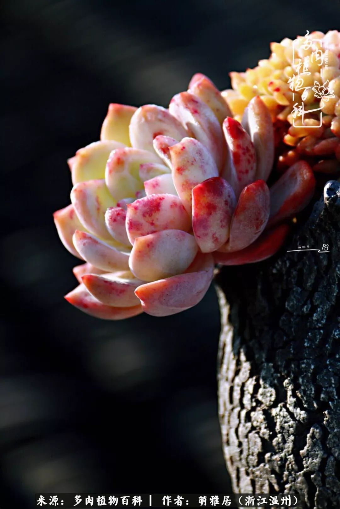 多肉最美的季节已来到,多肉最美的季节来临