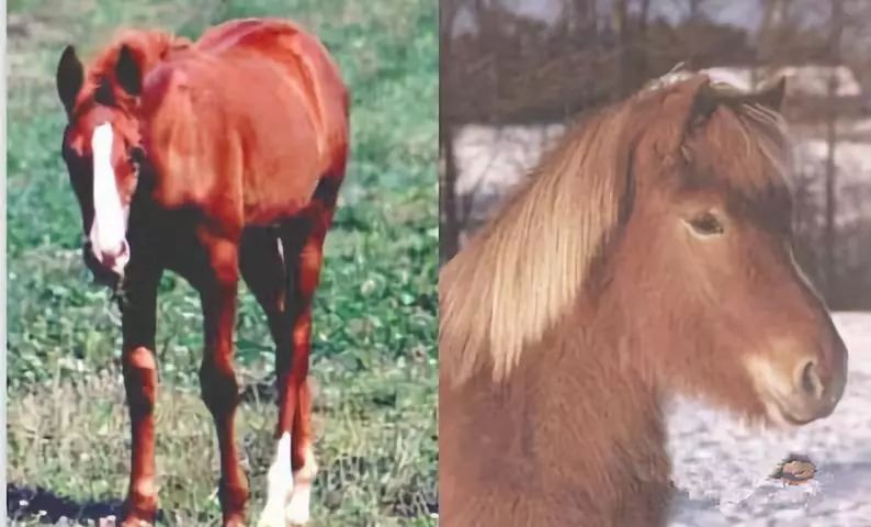 战马颜色,战马的区别