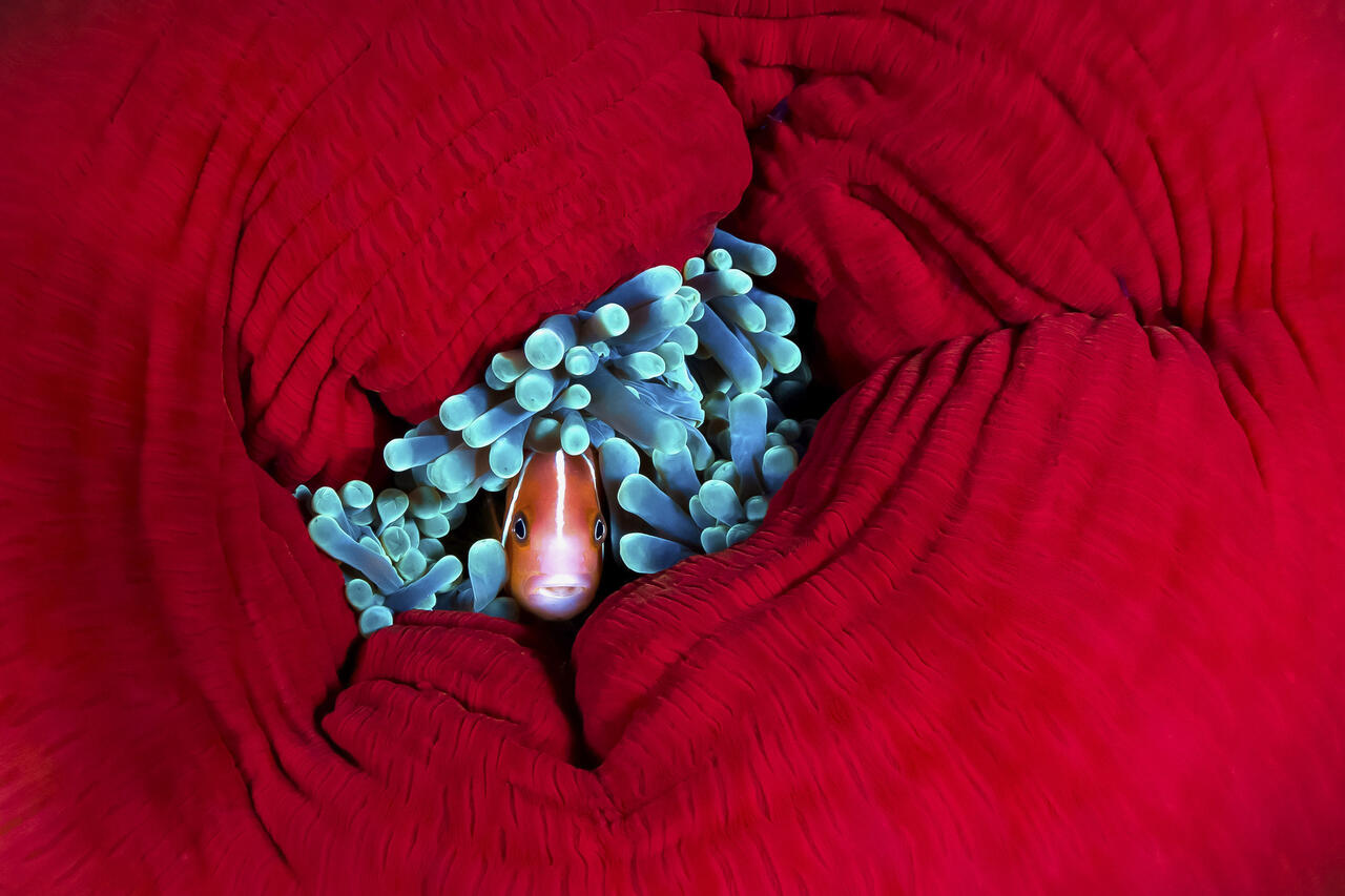 缇庡浘娆ｈ祻鍚儏鑴夎剦,缇庡浘ai娣峰壀