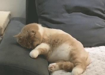 猫咪睡觉的时候发抖打颤怎么回事,猫咪睡觉频繁发抖打颤是怎么回事