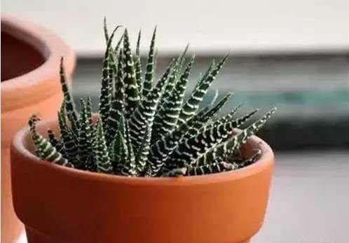 喜爱养花分享花卉盆栽养护知识,十种最香室内花的养护方法