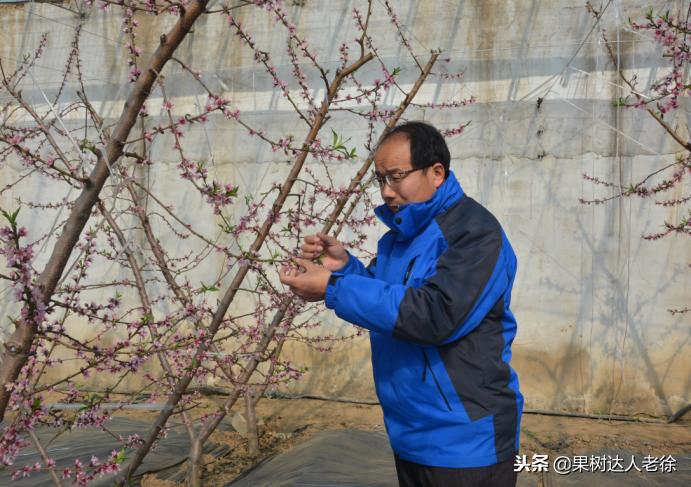 桃树开春管理视频,大棚桃花期用什么药