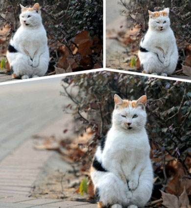 最早一批的网红猫咪,十大被做成网红猫的猫咪