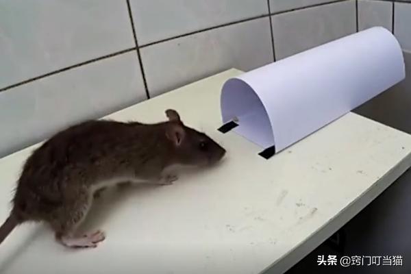 家里有老鼠最好用什么方法抓老鼠,家里进老鼠了该怎样抓老鼠呢