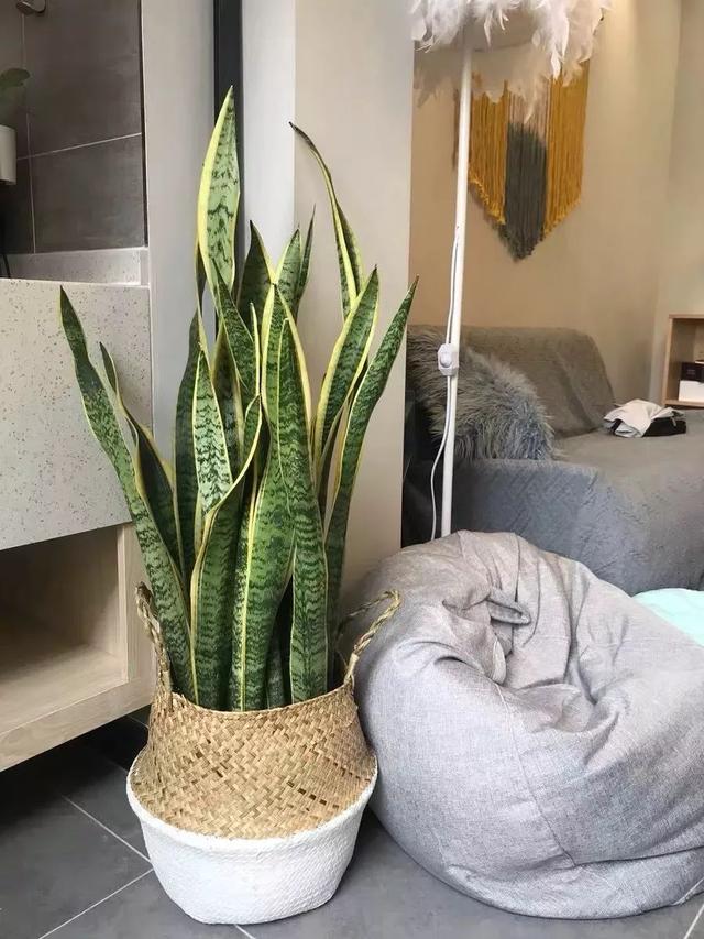 室内养什么花晚上释放氧气,房间养什么花好睡眠