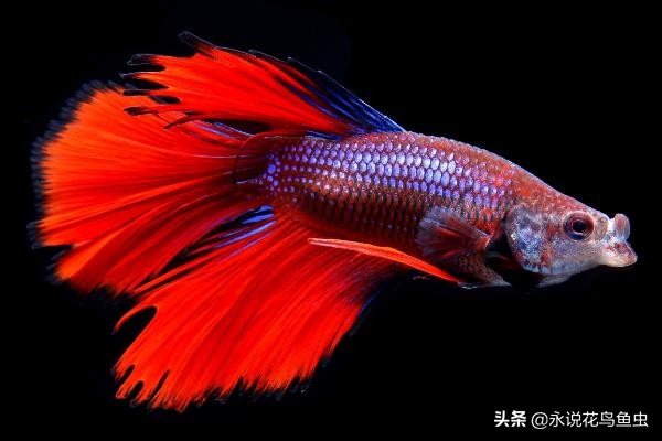 斗鱼可以跟虾混养吗,泰国斗鱼混养效果图