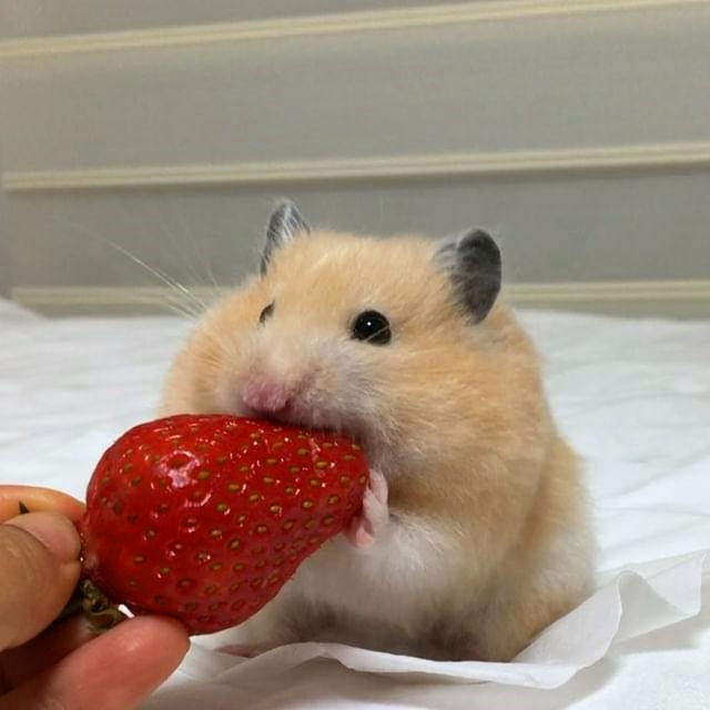 带仓鼠去公园赏花，鼠鼠无心赏花只想吃花朵，主人无奈又担心