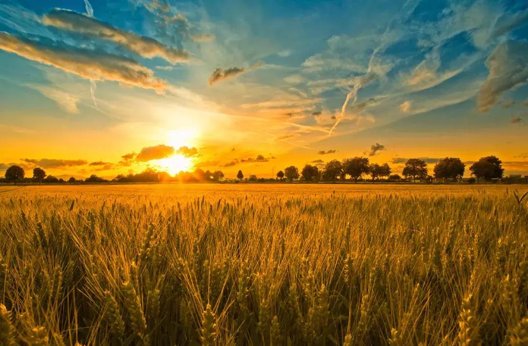 2022年200亿的农业补贴怎么发放,国家先给钱后建设的农业补贴项目