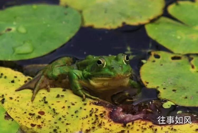 惊艳！淮阳，因为ta，美得不像“画”