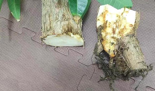 步步高发财树顶端主干发霉腐烂,大发财树主干上端腐烂怎么补救