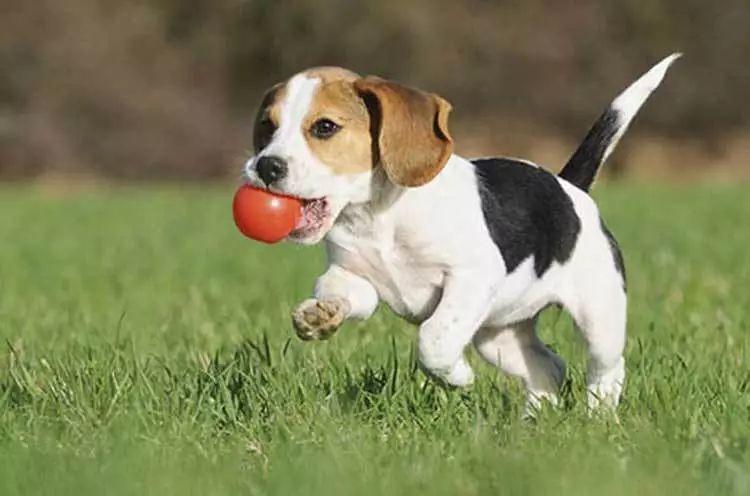 狗狗品种的分类你都了解吗,狗狗哪个品种当宠物狗更好