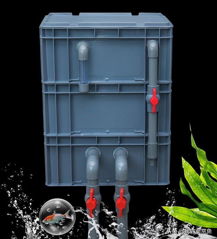 新手怎么才能把金鱼养好,养金鱼怎么才能让金鱼活得更久