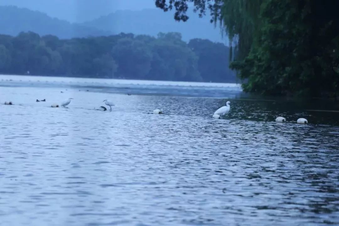 杭州西湖美景跟古诗里的一样迷人,杭州灵隐寺烟雨江南