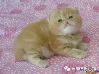 怎么区分加菲猫的品种,纯种加菲猫应该是什么颜色
