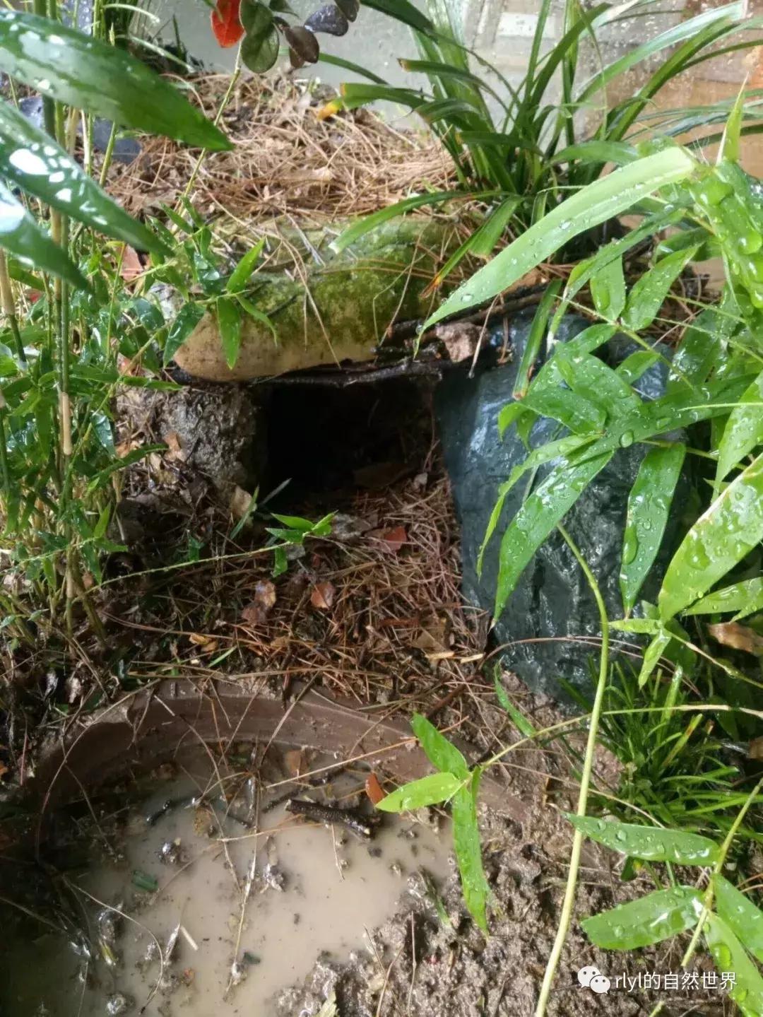 黄缘龟多大可以进环境造景,黄缘龟造景用陶粒还是火山石