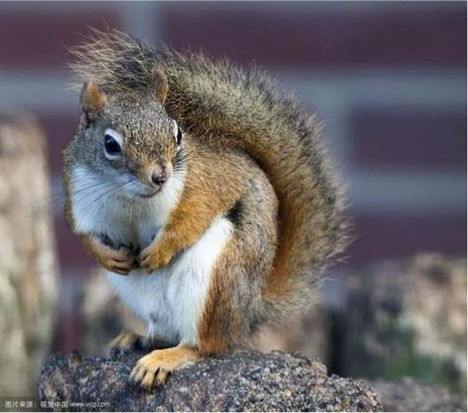 新春打卡重庆香水百合网红艺术节，坐小火车、玩玻璃滑道...