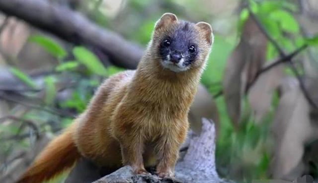 黄鼠狼抓老鼠有多厉害,黄鼠狼会抓小老鼠吗