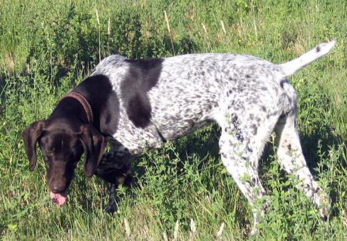 性格温顺的大型犬品种,宠物狗大型犬都有哪些品种