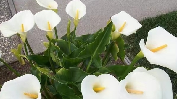 澶忔棩椹箘鑾茶姳鍏绘姢,杩涘彛椹箘鑾茬殑鍏绘姢