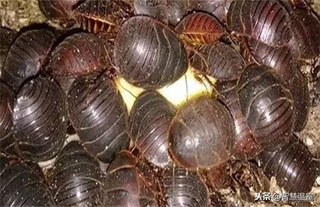 2022年土元养殖前景,土元好养吗养殖前景如何