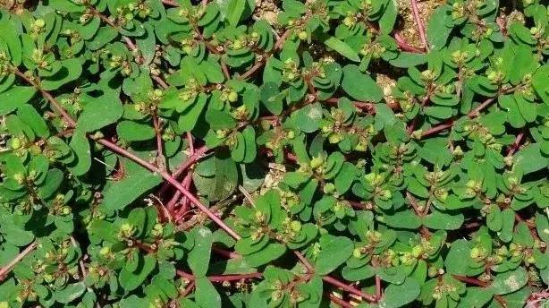 中草药防治鱼病效果好的有哪些,专治鱼病的中药配方