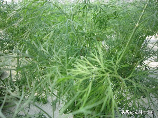 茴香种植技术和时间,大茴香的种植方法与时间