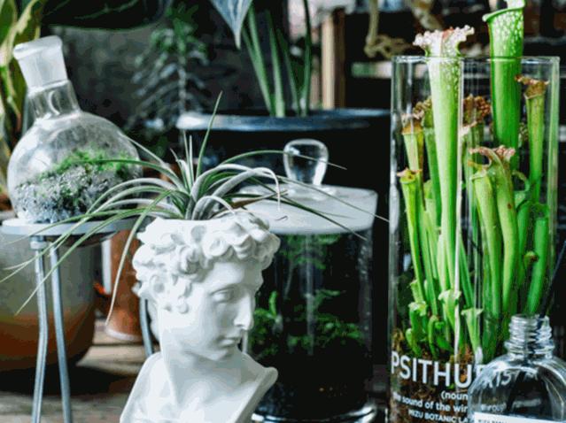 老实说，哥哥们爱起花草来，更疯狂