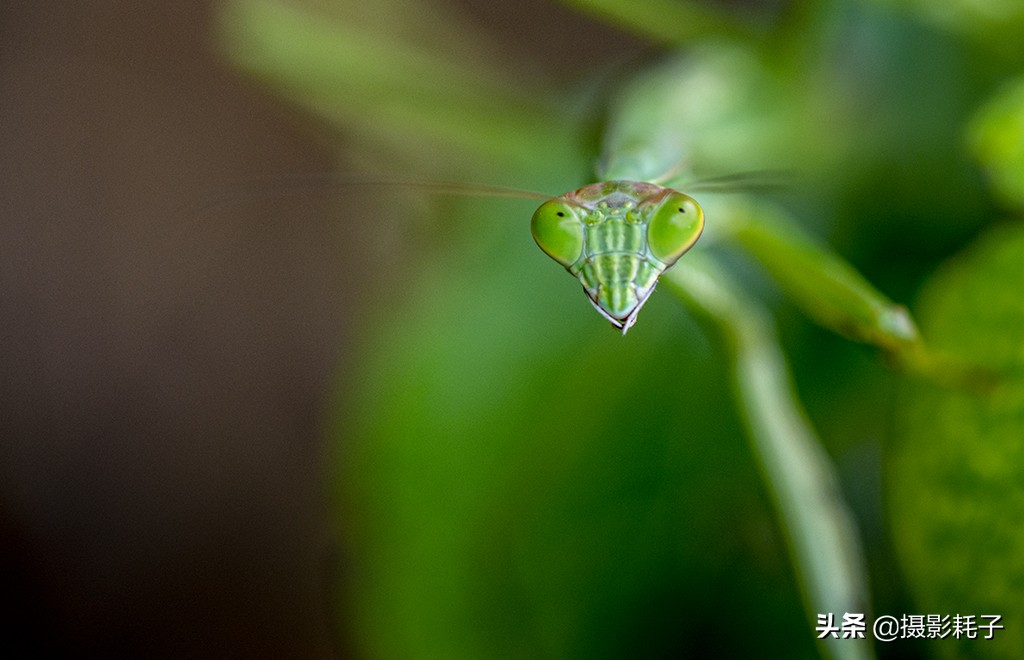 引以为傲的螳螂,勇敢的螳螂