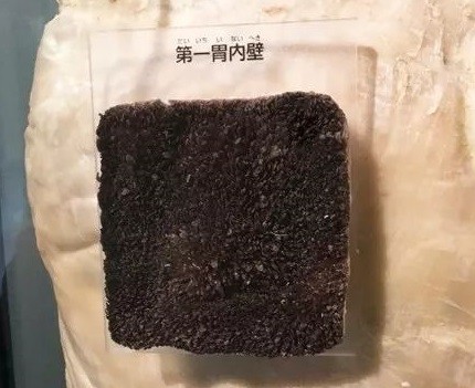 有四个胃哪个才是真正的胃,拥有四个胃其中哪个胃是真正的胃