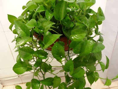 种植绿萝的方法和技巧,种植绿萝方法与技巧