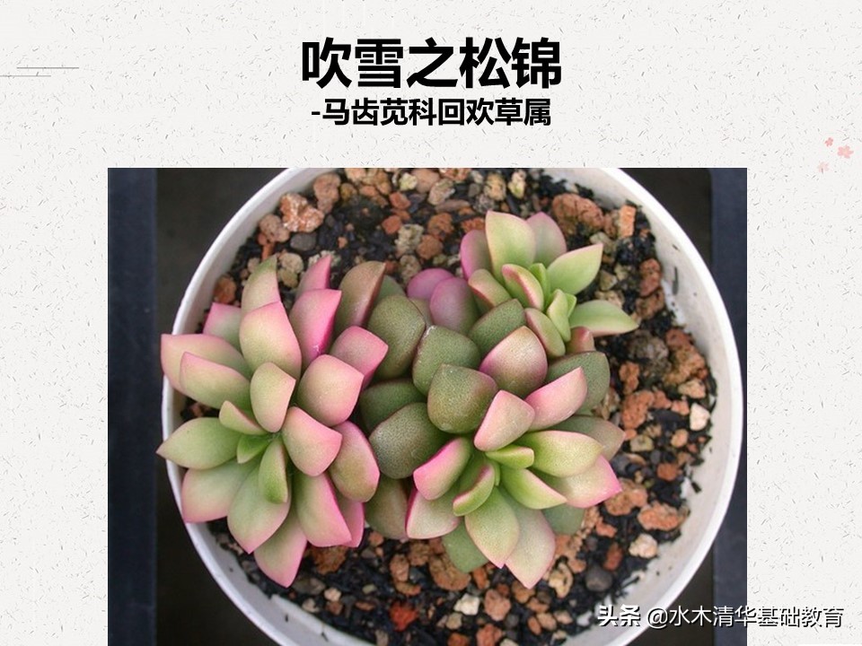 梦幻女王多肉植物百科图谱,原产地多肉植物图谱pdf