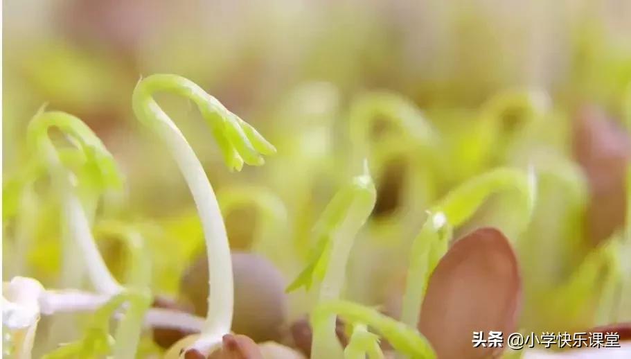 四年级语文第三单元观察日记作文,四年级观察日记400字优秀作文植物