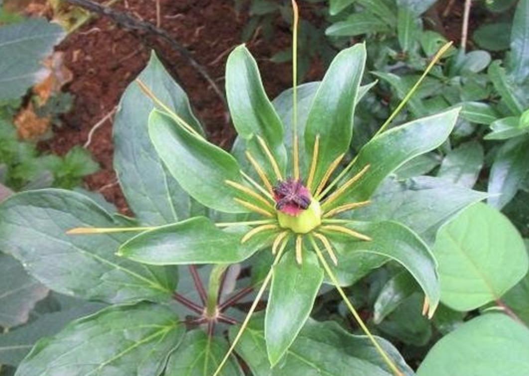 小溪边上最常见的野草,七叶莲是什么野草