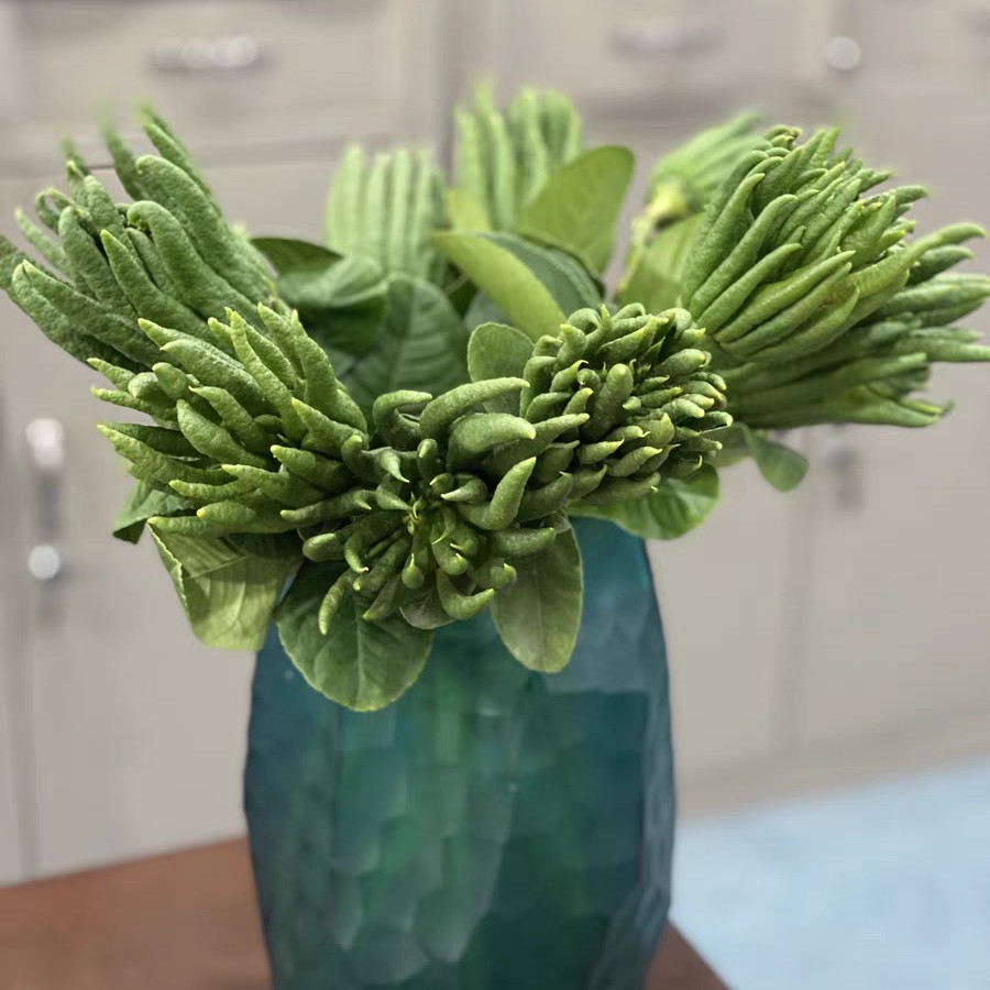 小时候怎么没听说过佛手瓜,佛手瓜和佛手不是一种东西吧