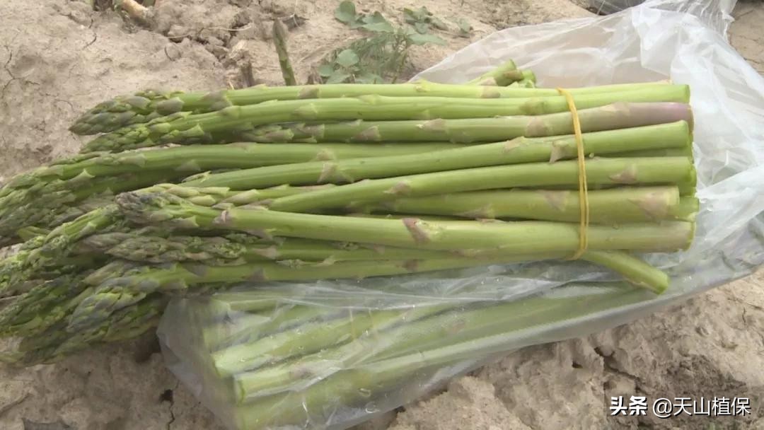 种植芦笋的危害,芦笋种植耐阴吗