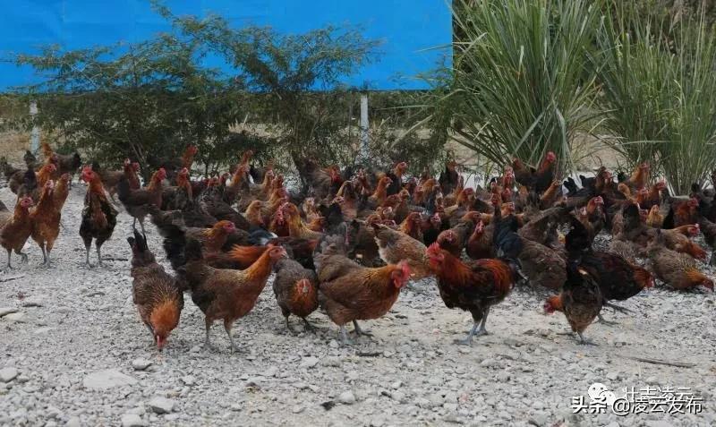 李华志：“猪师兄”变身“蛙司令”