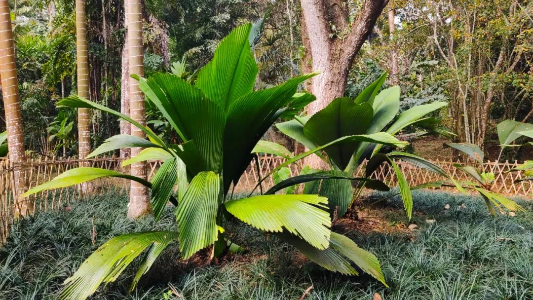 泰国西双版纳旅行,西双版纳基诺山热带雨林徒步