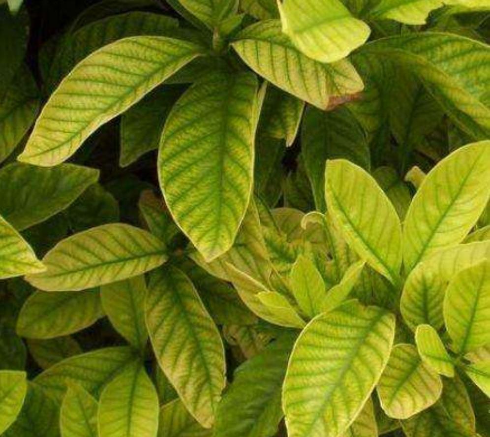 栀子花黄叶的原因及治疗方法,栀子花黄叶的原因及处理小妙招