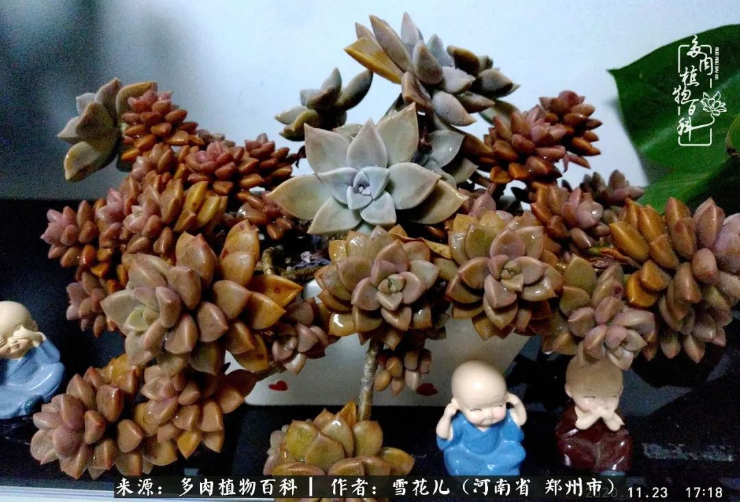 我的多肉乐园,多肉三寸阳台效果图