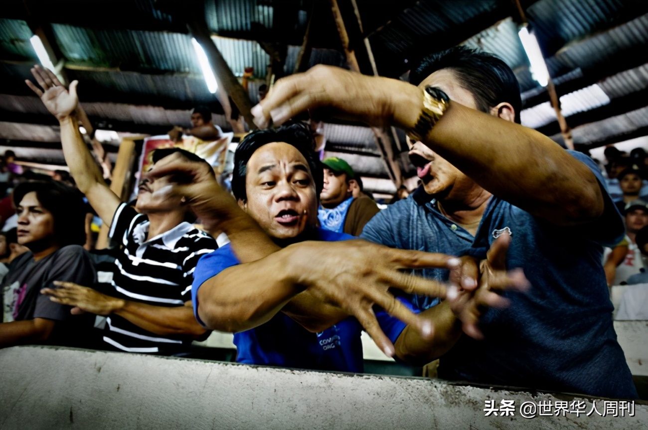 菲律宾斗鸡带刀杀死主人,一警察被公鸡刺死