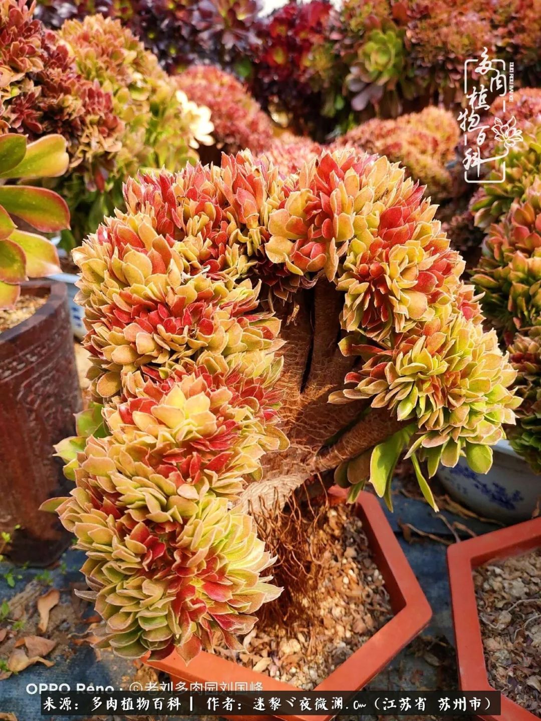 围观多肉版武林大会，一起穿越吧,下